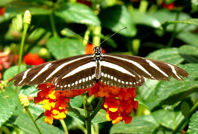 Exotischer Schmetterling am 09.06.2008 im Schmetterlingshaus Wilhelma/Stuttgart