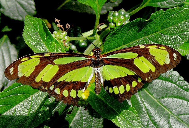 Exotischer Schmetterling am 09.06.2008 im Schmetterlingshaus Wilhelma/Stuttgart