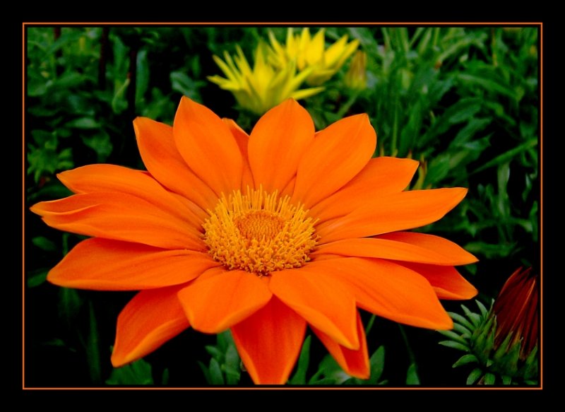 Farben - Balsam fr meine Seele bei diesem trben November-Wetter. Da ich keine Lust hatte durch den Regen zu laufen, war ich zum Fotografieren in einer benachbarten Grtnerei.