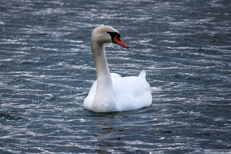 Federvieh am Bodensee (I). Alle lieben Schwne, nur wer am See wohnt, ist argwhnisch gegen diese aggressiven Viecher. Trotzdem mal ins rechte Licht gesetzt... (01. Mrz 2008)