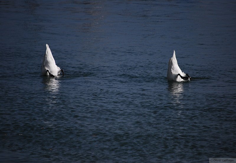 Federvieh am Bodensee (IV). Alle lieben Schwne, nur wer am See wohnt, ist argwhnisch gegen diese aggressiven Viecher. Trotzdem mal ins rechte Licht gesetzt... (13. Oktober 2007)