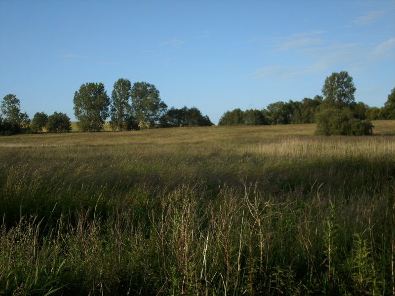 Feld-und Waldlandschaft in der Abendsonne bei Bergen/Rgen. 