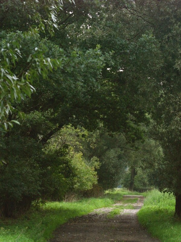 Feldweg bei Premslin August 2008