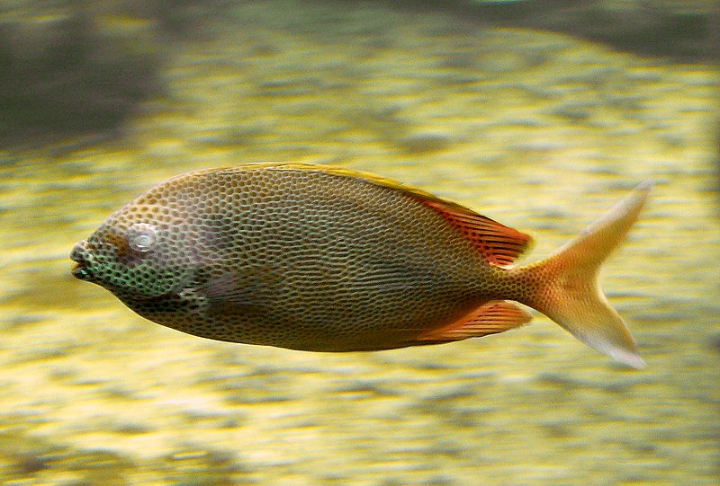 Fisch am 02.08.2008 in Wilhelma/Stuttgart