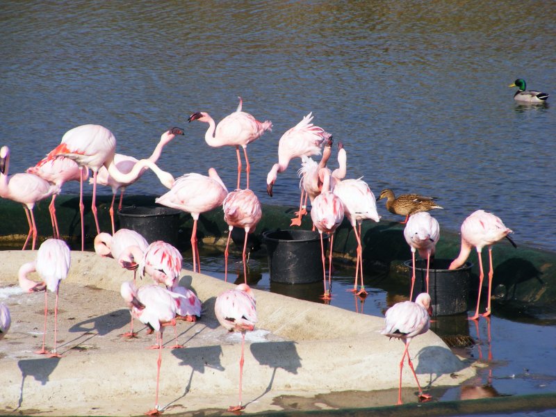 Flamingos im Zoo von Gelsenkirchen am 1. April 2009.