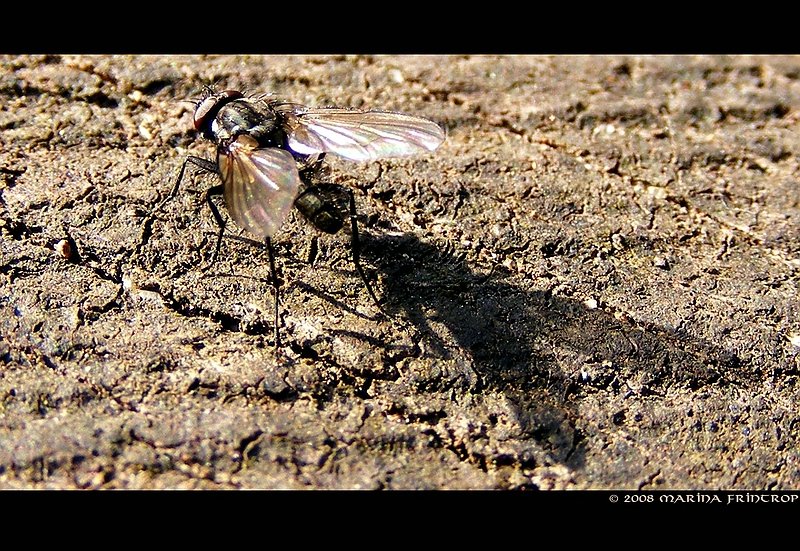 Fliege beim Sonnenbad auf einem Baumstumpf