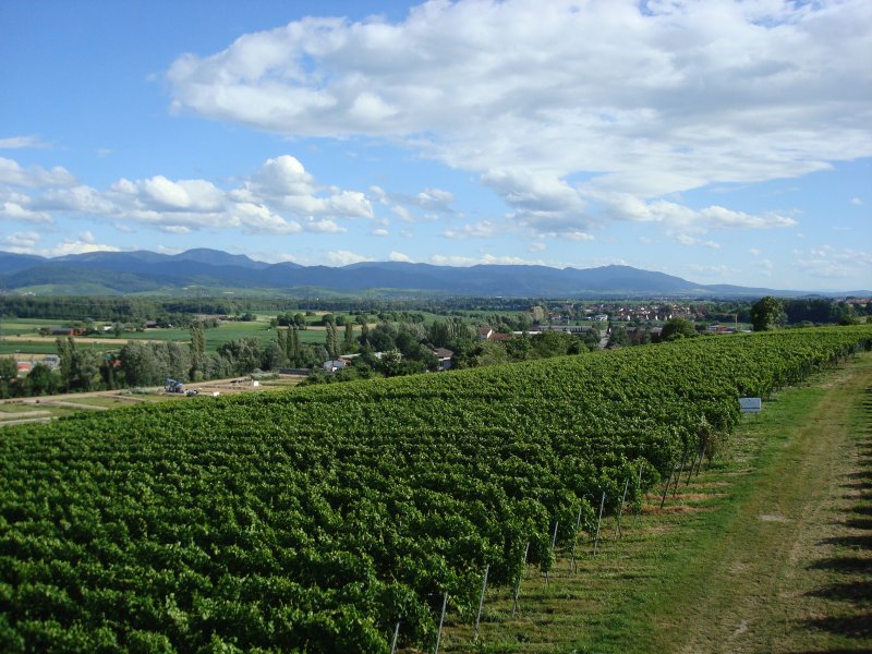 Freiburg-Opfingen,Blick vom Aussichtsturm auf die Weinreben des Tuniberges und die Schwarzwaldberge
Juli 2008