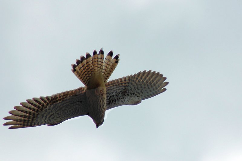 Freiheit muss grenzenlos sein ( Wild lebenter Greifvogel)