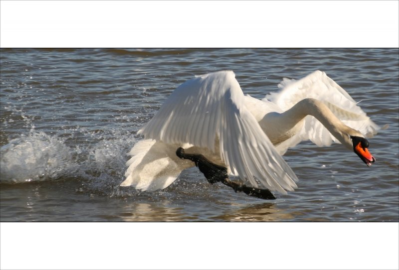 Freilebender Schwan - fotografiert am Rhein in Duisburg-Homberg.