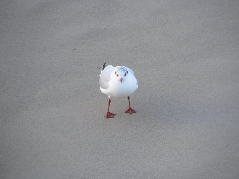 Freundlich lcheln bitte. Dezember 2005 in Ostseebad Binz.