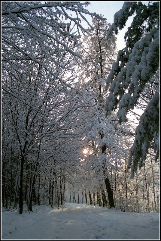 Frischer Schnee ist ber Nacht gefallen - trotzdem waren ganz frh schon einige im Crimmitschauer Wald unterwegs, wie die Spuren im Schnee verraten; Winter 1996 in Chemnitz. 
