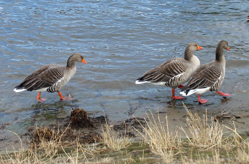 Gnsemarsch in grau - drei Graugnse an der Elbe, sie haben einen Termin wahrzunehmen …. ; 26.02.2008
