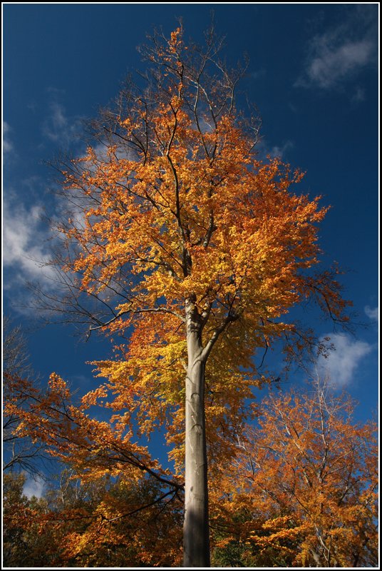 Ganz rar waren diesen Herbst sonnige Tage - am 20.10.07 habe ich die wenigen sonnigen Mittagsstunden genutzt, um die prchtigen Buchen im Chemnitzer Kchwald zu fotografieren.