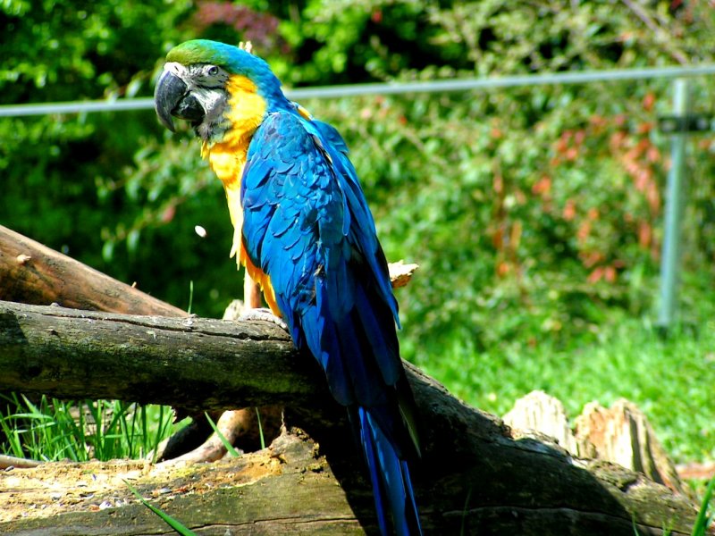 Gelbbrustara posiert fr ein Foto im Zoo-Schmiding; 080504