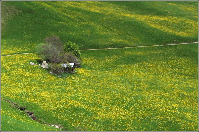 Gelbgrün -

Frühlingswiese in der Nähe von Disentis. 

16.05.2008 (G)