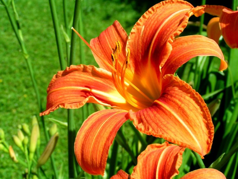 Gelbrote Taglilie, Blte orange (Hemerocallis fulva)070608