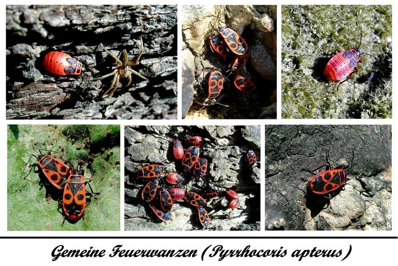 Gemeine Feuerwanzen -  Die Gemeine Feuerwanze (Pyrrhocoris apterus) gehrt zu den Feuerwanzen (Pyrrhocoridae) und ist von den ber 300 verschiedenen Arten dieser Familie die hufigste und grte in Mitteleuropa. Oft wird diese Wanzenart fr einen Kfer gehalten und im Volksmund auch als Schuster- oder Feuerkfer bezeichnet. Die Tiere leben gesellig, so dass man sie an den von ihnen bevorzugten Biotopen, beispielsweise unter Linden, hufig in groer Zahl findet.  Quelle: Wikipedia