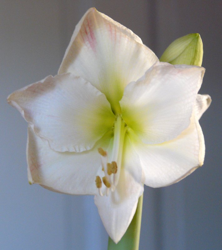 Gestern ist die erste Blte unserer Amaryllis aufgegangen. Das Foto wurde in Erpeldange/Wiltz (Luxemburg) am 16.02.08 gemacht.