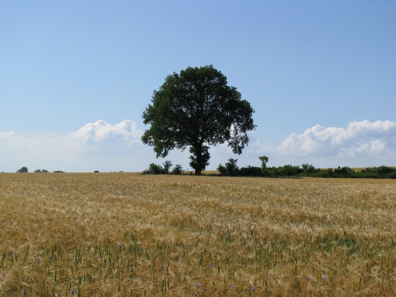 Getreidefeld mit Eizelbaum bei Grenzhausen, Sommer 2009