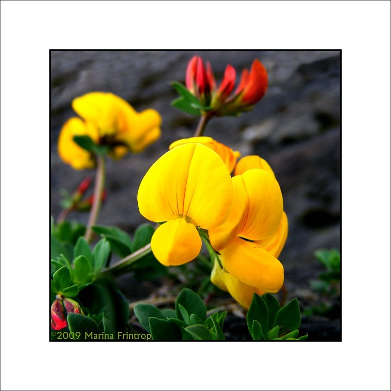 Gewhnlicher Hornklee - Lotus corniculatus - Bird's Foot Trefoil - Cowslip... fotografiert an der Kste der Bantry Bay, Irland County Cork
