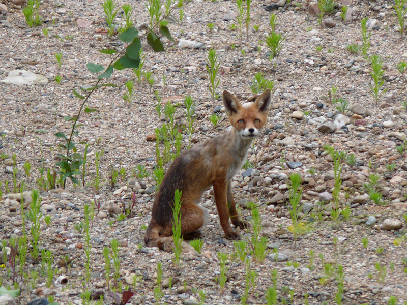  Gib mir lieber etwas zu fressen, als mich zu fotografieren  denkt vielleicht dieser Fuchs. Er lebt mit einem weiteren Artgenossen  im Gelnde freigelegter alter Grundmauern mitten im Stadtzentrum unweit von Schloss, Georgentor usw. Nicht nur ich, auch viele andere knipsten diese  Touristenattraktion ; Dresden, 19.06.2009 
