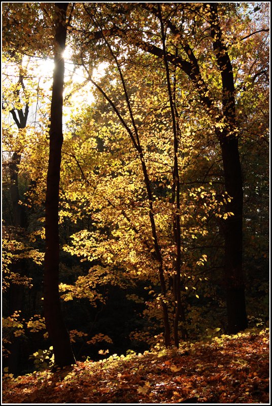 Goldener Herbst im Chemnitzer Schnherrpark - aufgenommen am 20.10.07.