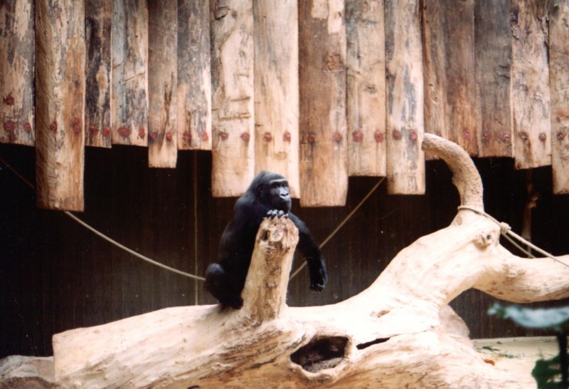 Gorilla im Krefelder Zoo -  Man war das gestern nen harter Tag 