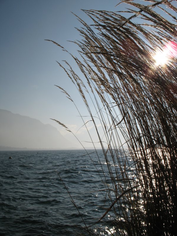 Grashalme biegen sich im kalten Wind am Genfersee.
(3.Januar 2008)