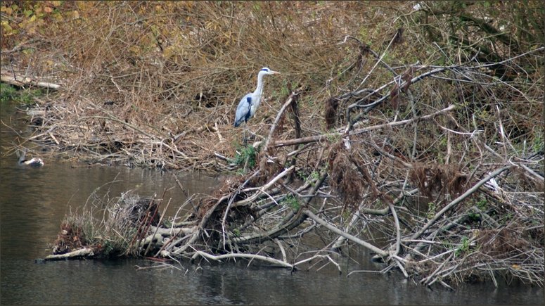 Grau- bzw. Fischreiher - Fotografiert in den Ruhrauen von Mlheim-Ruhr.