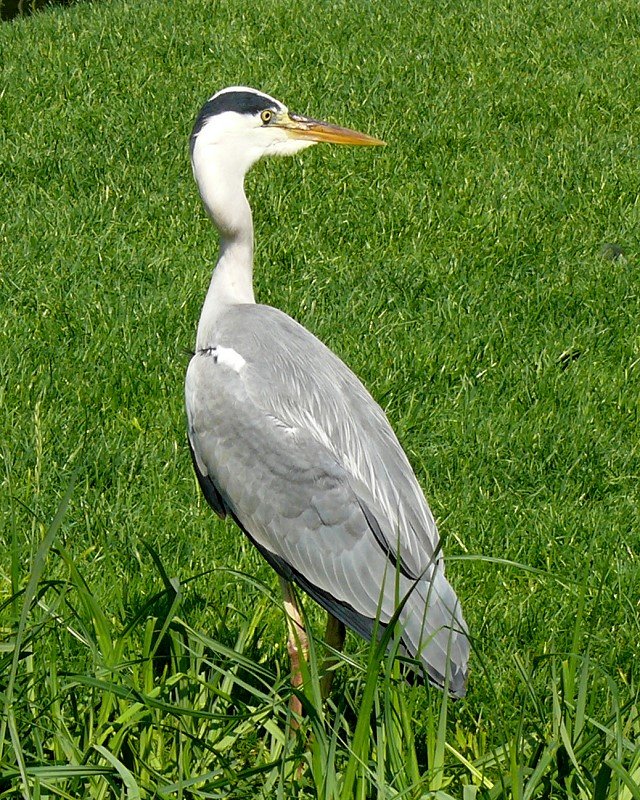 Graureiher am 09.06.2008 in Wilhelma/Stuttgart - Der Graureiher (Ardea cinerea), auch Fischreiher genannt, ist eine Vogelart aus der Ordnung der Schreitvgel (Ciconiiformes) - Verbreitung: Er ist in den milderen Regionen Europas und Asiens zu finden, auerdem im gesamten sdlichen Afrika mit Ausnahme der sdlichen Ksten. In berwiegend eisfreien Regionen ist er ein Standvogel, in den anderen Gebieten zieht er im Winter weiter sdlich. In Deutschland ist er berwiegend ein Standvogel. In strengen Wintern, bei denen viele freie Wasserflchen einfrieren, sind die Verluste der Population sehr hoch. Der Graureiher hlt sich besonders gerne an seichten, durchwachsenen kleinen Tmpeln und Teichen auf, die mglichst umbuscht und umwaldet sind. In neuster Zeit dringt er immer mehr in stdtische Gebiete vor, wo er heute sogar oft in den Innenstdten beobachtet werden kann. Er bildet auch gemeinsame Gruppen mit Seidenreihern (wie zum Beispiel in der Poebene in Norditalien) - Aussehen: Der Graureiher ist etwas kleiner als ein Storch (ca. 90 cm). Das Gefieder auf Stirn und Oberkopf ist wei, am Hals grauwei und auf dem Rcken aschgrau mit weien Bndern. Er hat schwarze Augenstreifen sowie drei lange schwarze Schopffedern, die einen Federbusch bilden, eine dreifache schwarze Fleckenreihe am Vorderhals sowie schwarze Schwingen. Er fliegt mit langsamen Flgelschlgen und bis auf die Schultern zurckgezogenem Kopf, mit s-frmig gekrmmtem Hals. Whrend des Fluges ist regelmig ein lautes, raues chrik zu hren. Der Graureiher erreicht eine Flgelspannweite von ca 1,70m. - Quelle = WIKIPEDIA