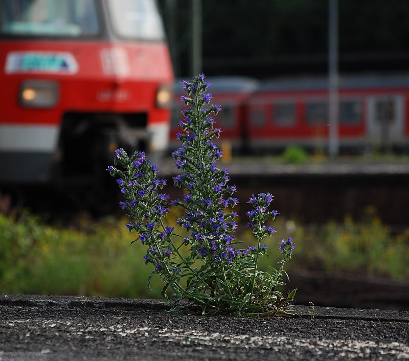 Grenzgnger, botanischer Garten oder Hauptbahnhof?