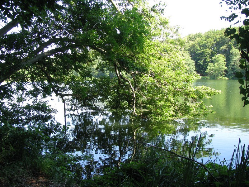 Grevesmhlen, wilde Romantik am Nordufer des Ploggensee, Frhjahr 2009