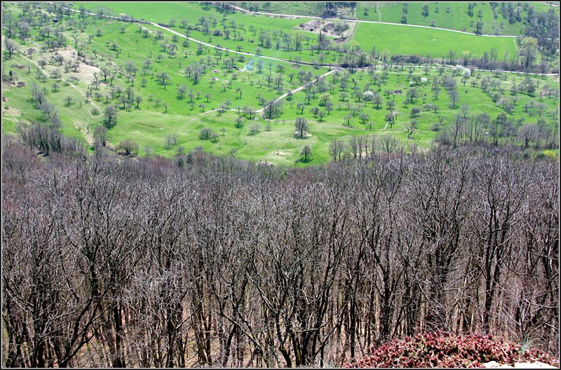Grün und Grau -

Obstbaumlandschaft unterhalb des Albtraufes. 

11.04.2009 (M)
