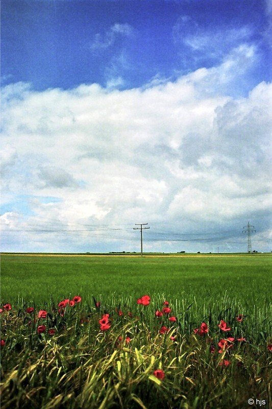 Grn, wei, blau und ein paar rote Kleckse: Feld bei Iphofen (14. Juni 1997)