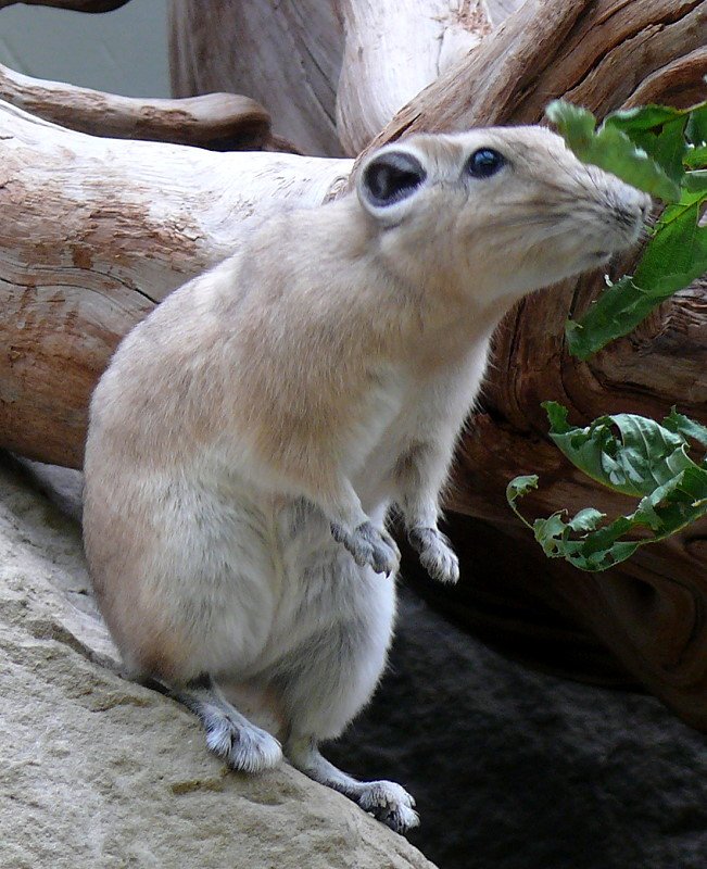 Gundi am 14.06.2008 in Wilhelma/Stuttgart - Gundi ist eine Art Kammfinger. Diese Nager leben nur in den Felsgebirgen und Trockensteppen des nrdlichen Afrika. Sie haben etwa die Gre eines Meerschweinchens (bis zu 20 Zentimeter lang, Schwanz etwa fnf Zentimeter) und wirken eher plump. Das Fell ist meist weich, ihre Schnurrbarthaare sind besonders lang, auch der Schwanz ist mit langen Borsten besetzt. Die Kammfinger ernhren sich von Grsern, Krutern und Getreide. Sie leben meist in Familienverbnden, zeigen aber kein Revierverhalten. Nach Sonnenaufgang kommen sie aus ihren Felsspalten und fressen, dann nehmen sie ein Sonnenbad. Erst gegen Abend werden sie wieder aktiver, bei Sonnenuntergang ziehen sie sich dann in die Felshhlen zurck. hnlich den Murmeltiere warnen sie sich gegenseitig durch Pfiffe. Sie knnen in eine Art scheintote Starre verfallen, um von Feinden nicht entdeckt zu werden. Quelle = www.tier-lexikon.de 