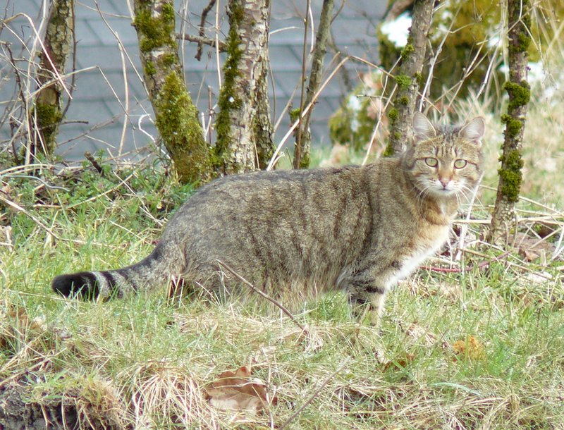 Gut getarnt bewegt sich dieser Stubentiger durch die Gegend in Enscherange(Luxemburg) am 24.03.08.