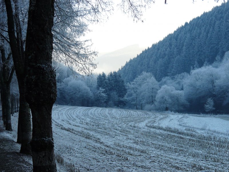 Haben hier etwa Auerirdische eine Botschaft hinterlassen ?
Nein, es ist nur ein abgeerntetes Maisfeld in der Nhe von Goebelsmhle (Luxemburg) am 23.12.07 