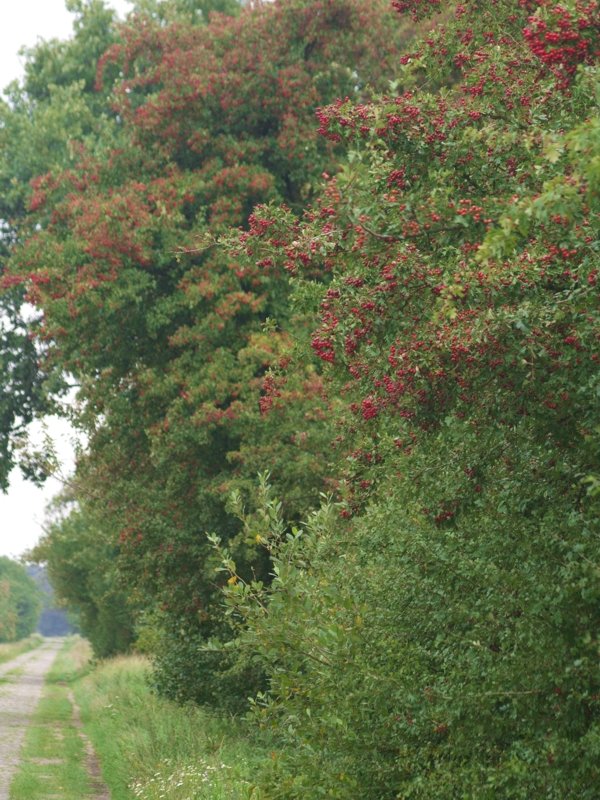 Hagebutten am Weg nach Kaltenhof bei Premslin; August 2008