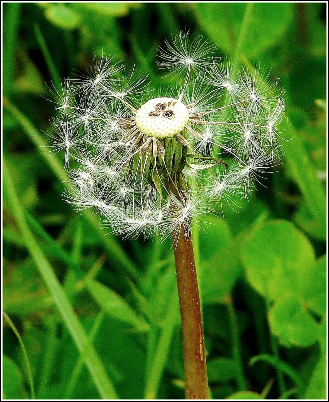 Halbe Pusteblume aufgenommen am 03.05.09. (Jeanny)