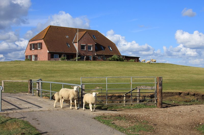 Hallig Nordstrandischmoor - 14.06.2008 - Die Norderwarft