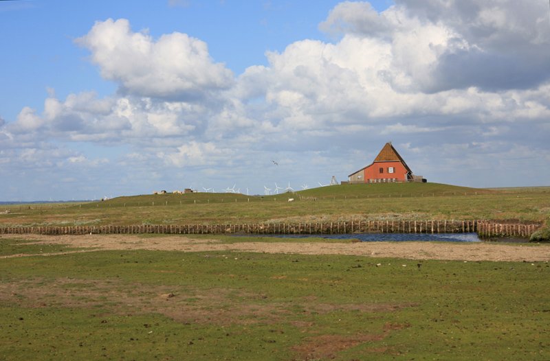 Hallig Nordstrandischmoor - 14.06.2008 - Neben der Warft Halberweg befindet sich noch ein Warfthgel, dieser war bis in das 19. Jahrhundert bebaut, das Gebude wurde bei einer Sturmflut zerstrt.  