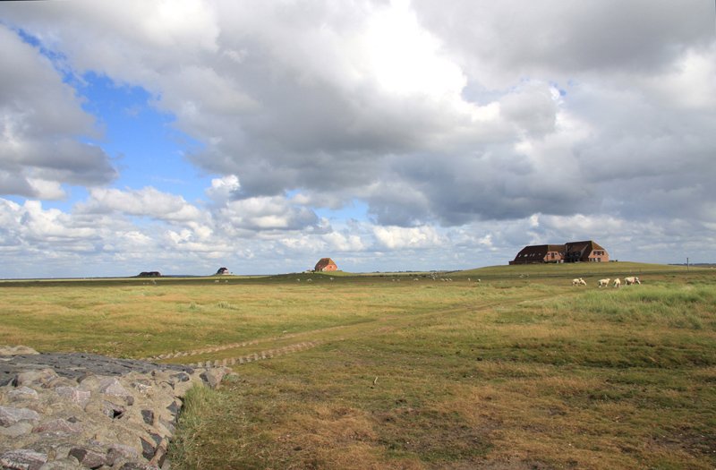 Hallig Nordstrandischmoor - 14.06.2008 - Blick von Nordwesten ber die Hallig mit allen 4 Warften.