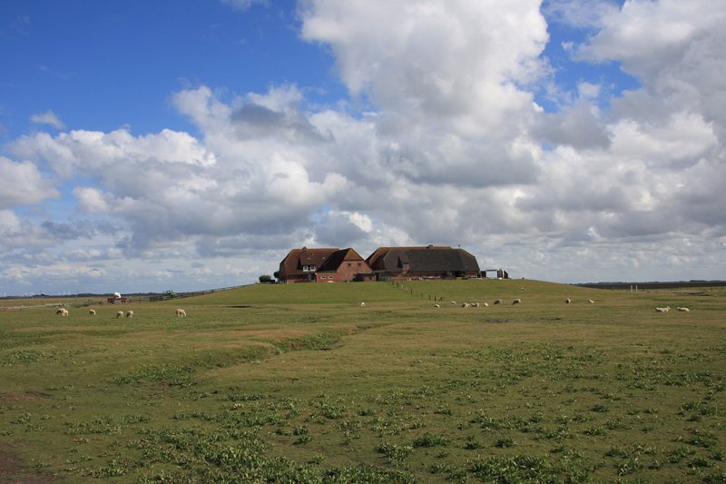 Hallig Nordstrandischmoor - 14.06.2008 - Die Neuwarft aus nrdlicher Richtung.