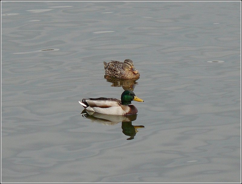 Harmonische Zweisamkeit am See in Vielsalm. 14.03.09 (Hans)