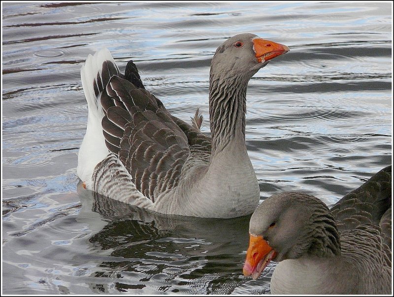 Hat vielleicht noch jemand ein Hppchen fr mich? scheint die Gans die Spaziergnger am See im Mersch zu fragen. 29.03.09 (Jeanny)