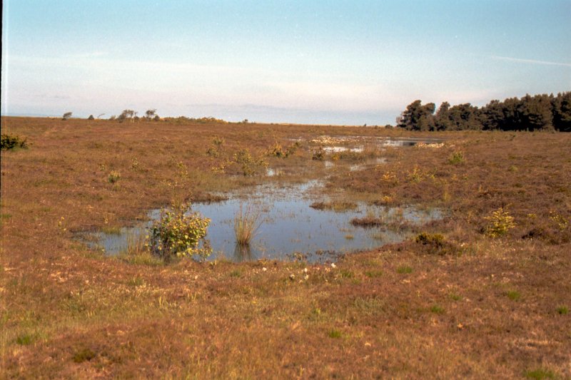 Heidelandschaft in Nordjylland aufgenommen im September 2000. (Fotoscan)(Sobald die Kategorie Nordjylland aufgemacht wurde werde ich die nderungen vornehmen)