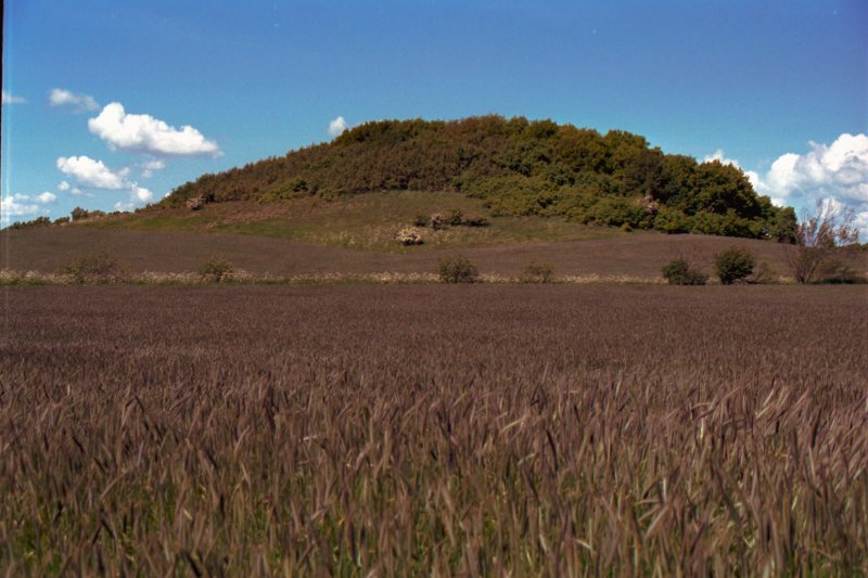 Heidelandschaft in Nordjylland aufgenommen im September 2000. (Fotoscan)(Sobald die Kategorie Nordjylland aufgemacht wurde werde ich die nderungen vornehmen)