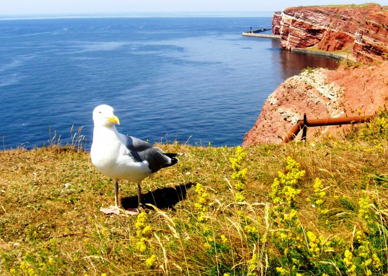 HELGOLAND, 13.07.2006, Silbermöwe vor der Klippe; im Hintergrund die Lange Anna