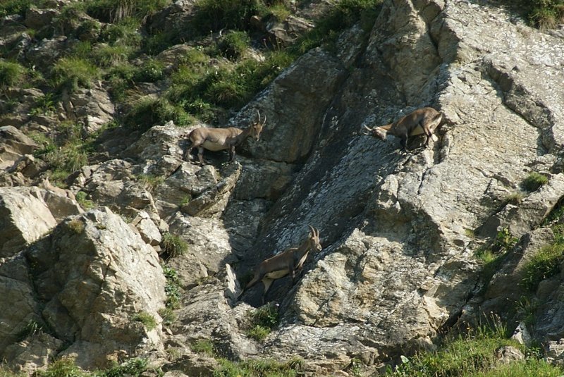 Herabfallende Steine weckten unsere Aufmerksamkeit, und kurz darauf entdeckten wir die Verusacher: Steinbcke! 
(August 2009)