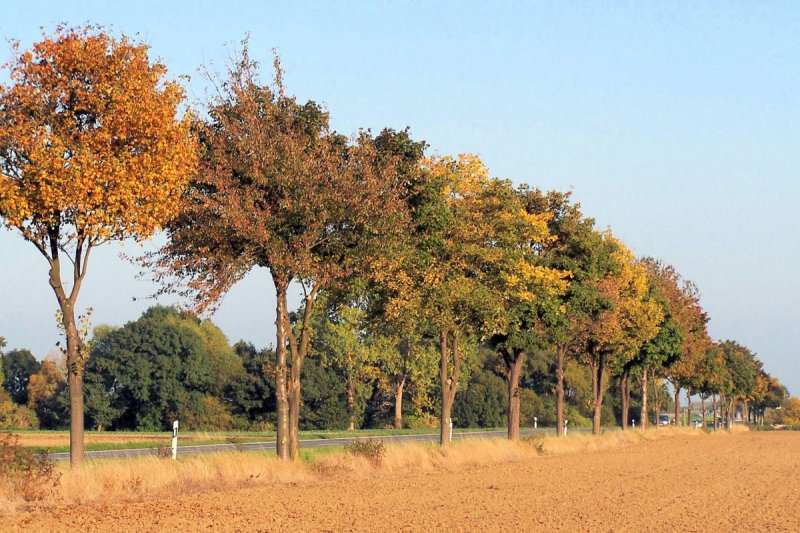 Herbstbume - Strae Palmersheim-Rheinbach - 11.10.2005